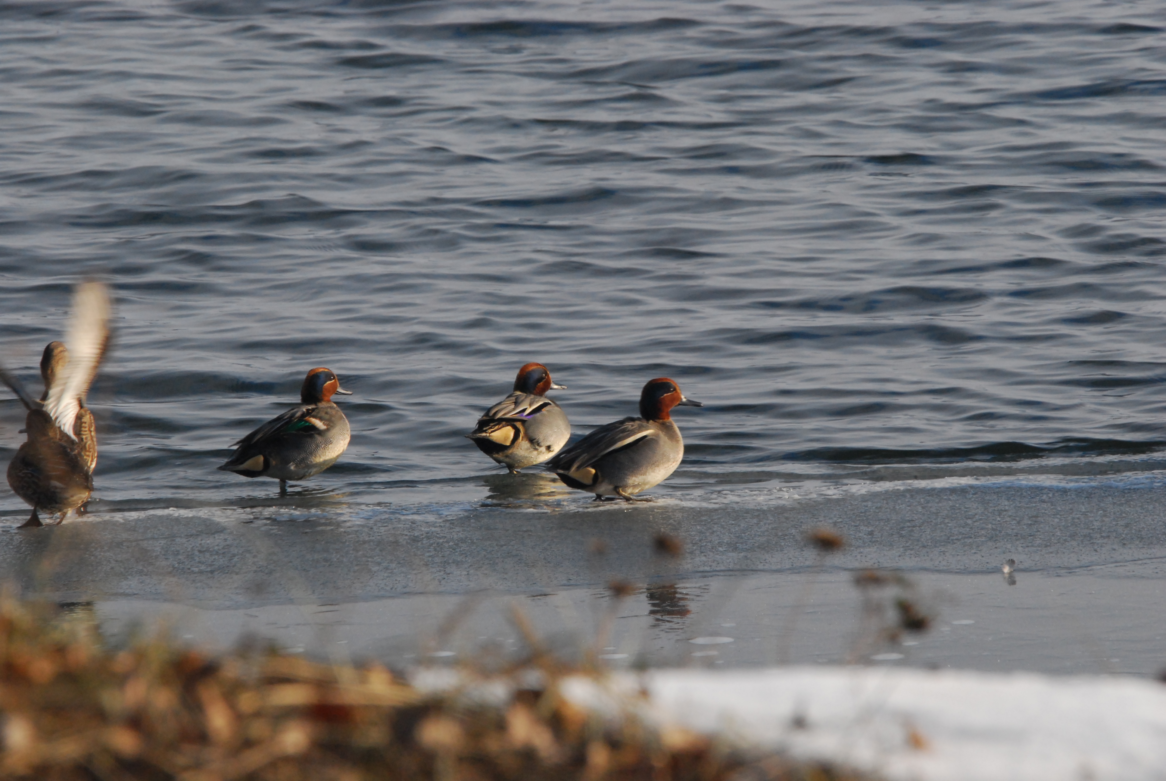 Flock of common teal.